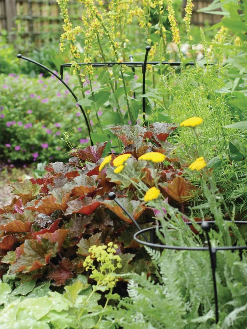 Essex Plant Supports - Image 3