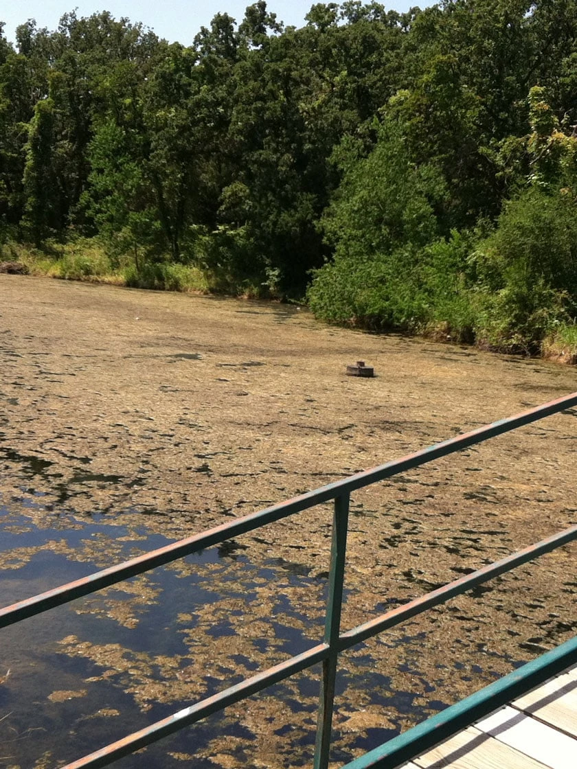 Blast, 2,500 Gallon, 5 Packets - Image 3