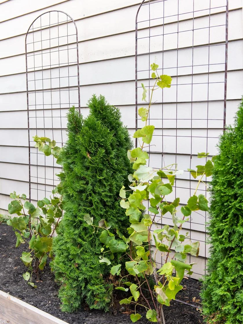 Jardin Flower Trellis - Image 3