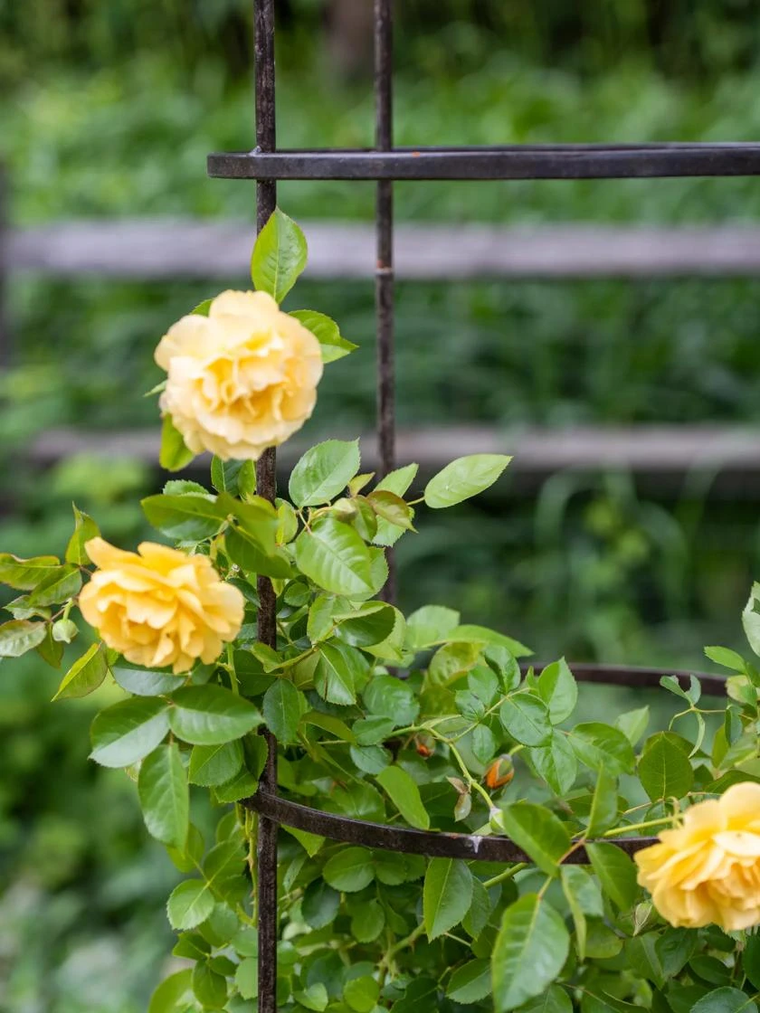 Jardin Round Obelisk, 7' - Image 2