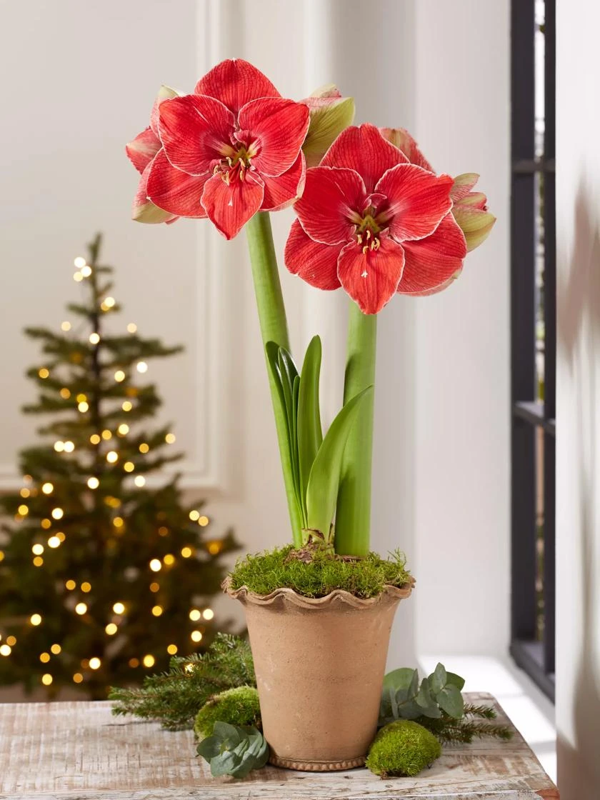 Premium Amaryllis Bulb - Image 3