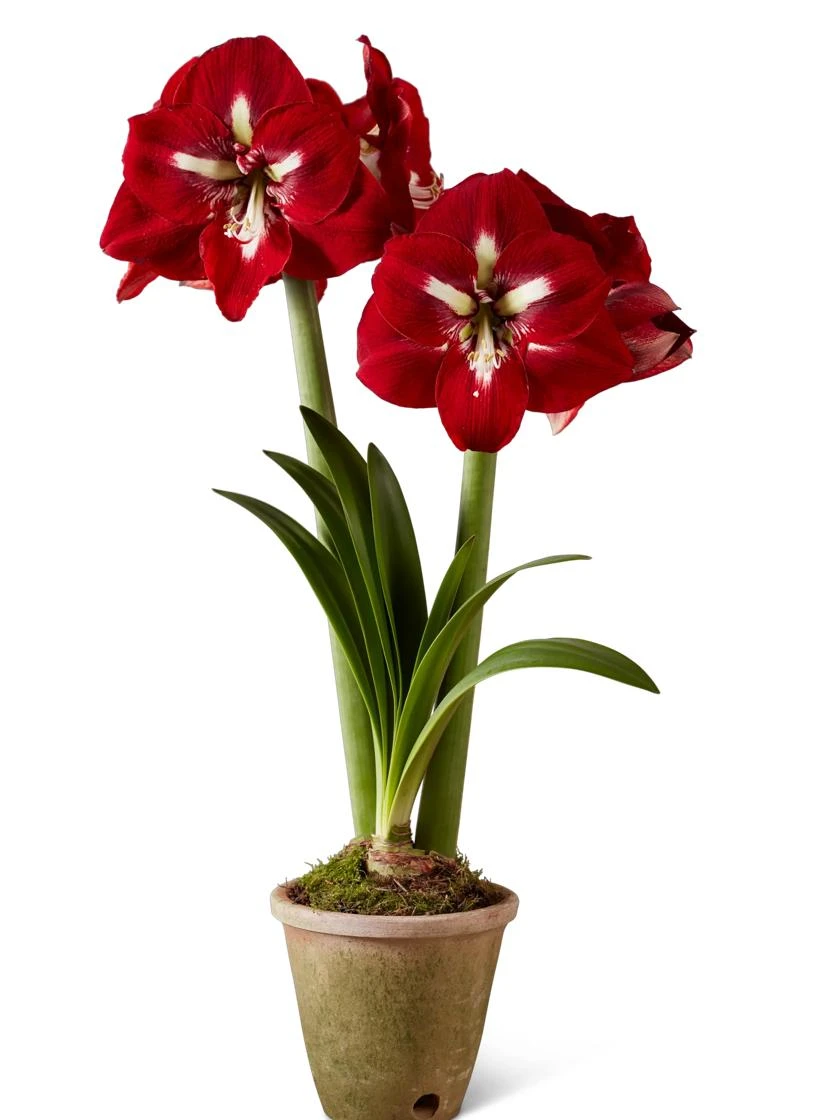 Premium Amaryllis Bulb - Image 5