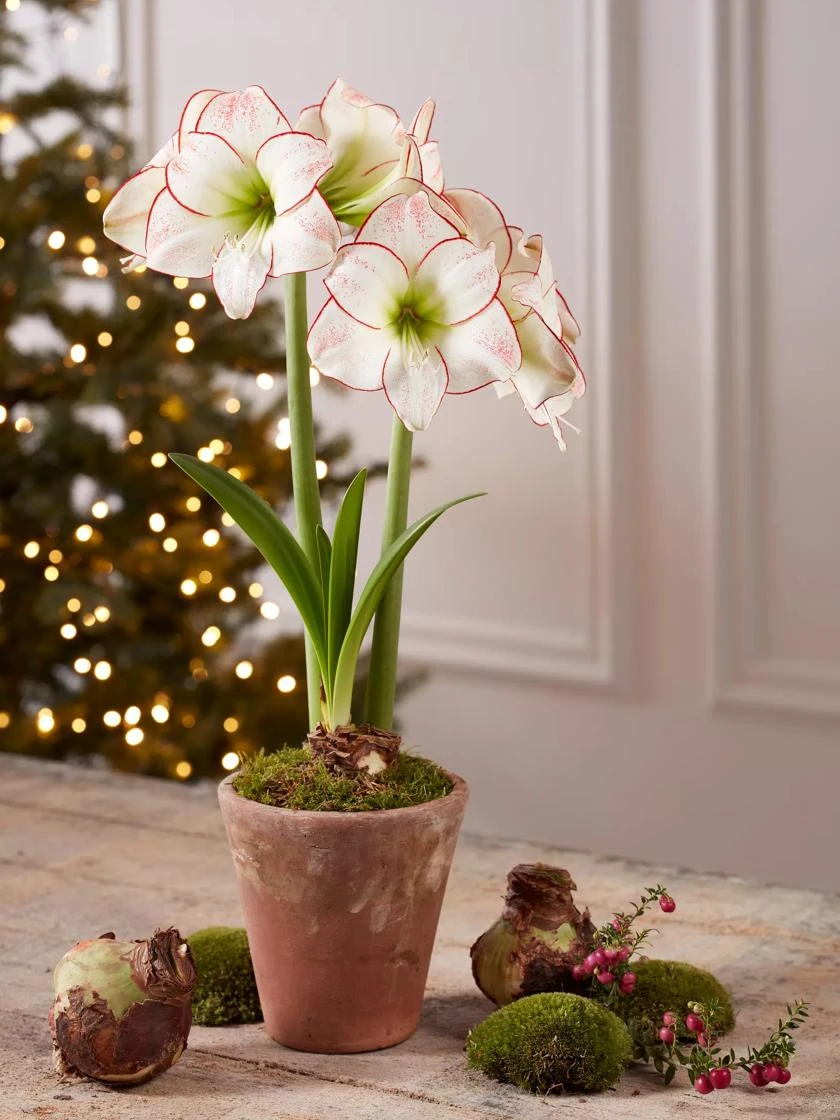 Premium Amaryllis Bulb - Image 4