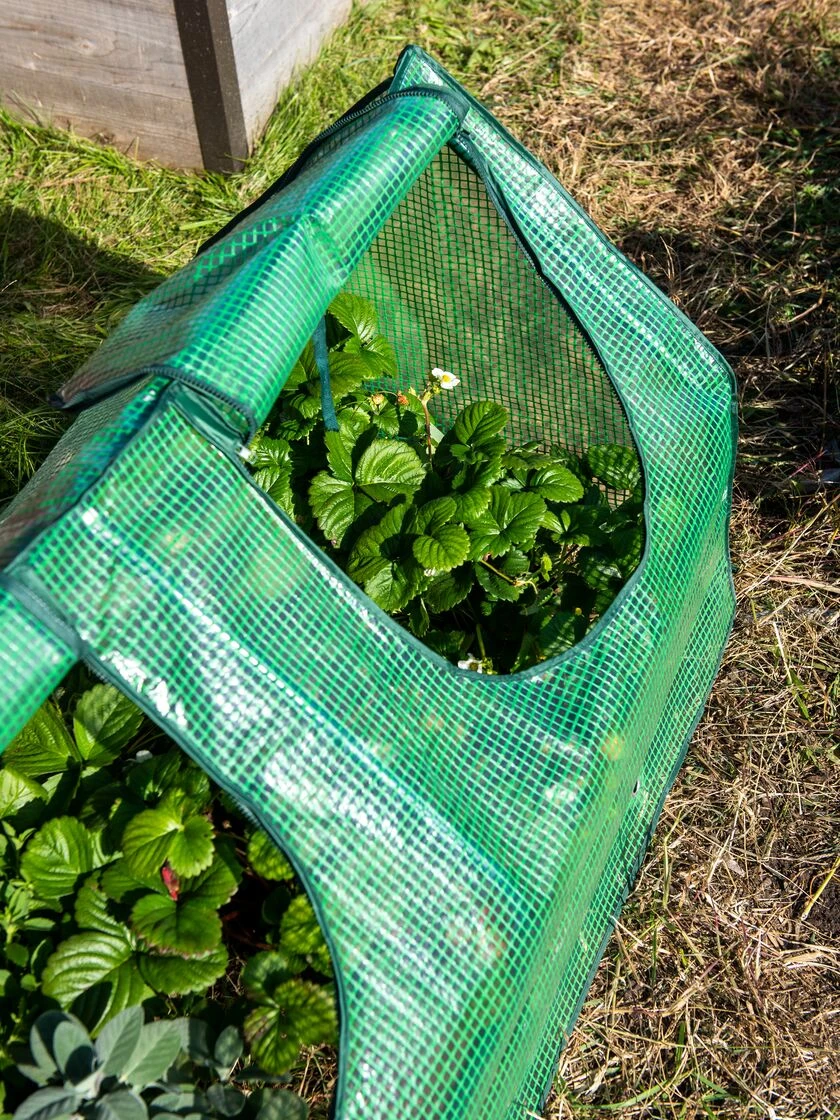 Multi Cloche - Image 6