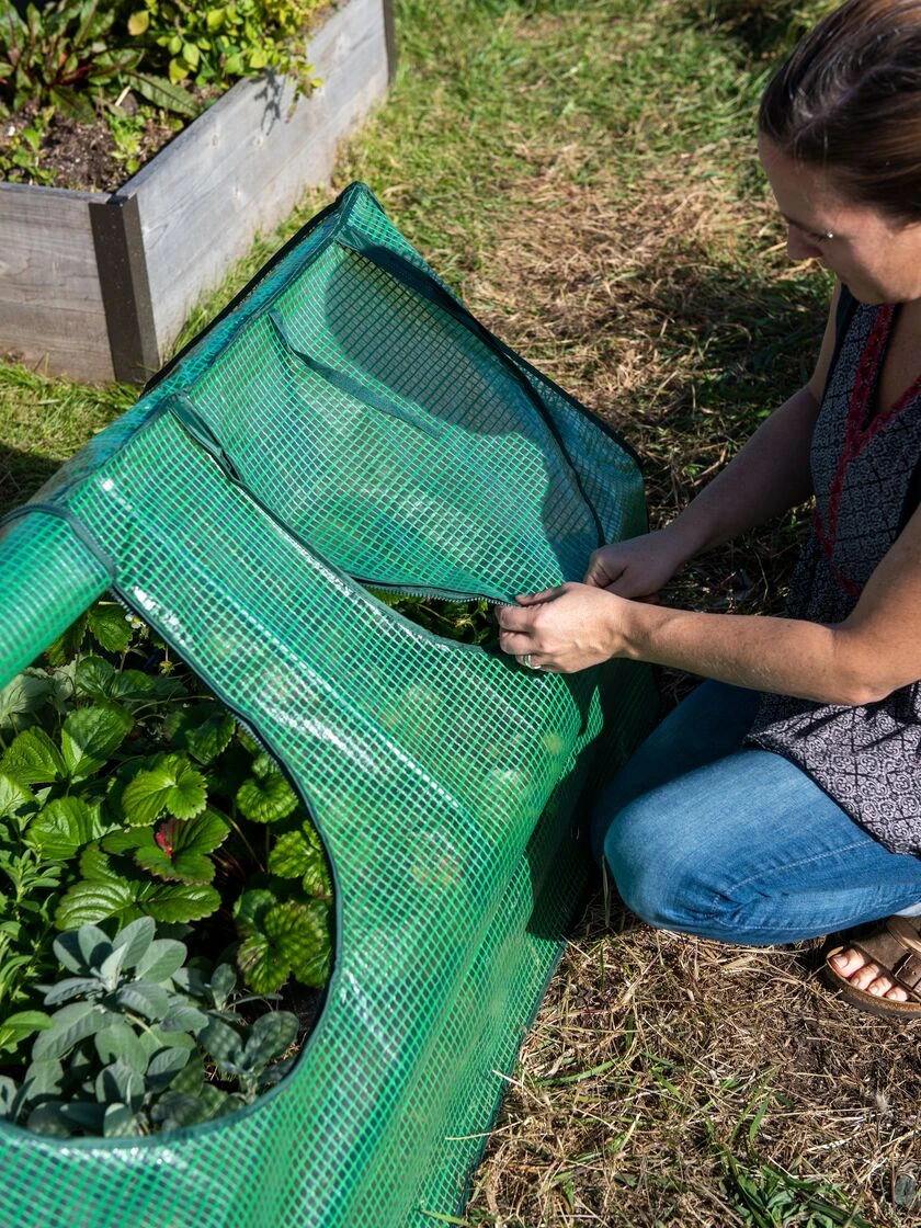 Multi Cloche - Image 4