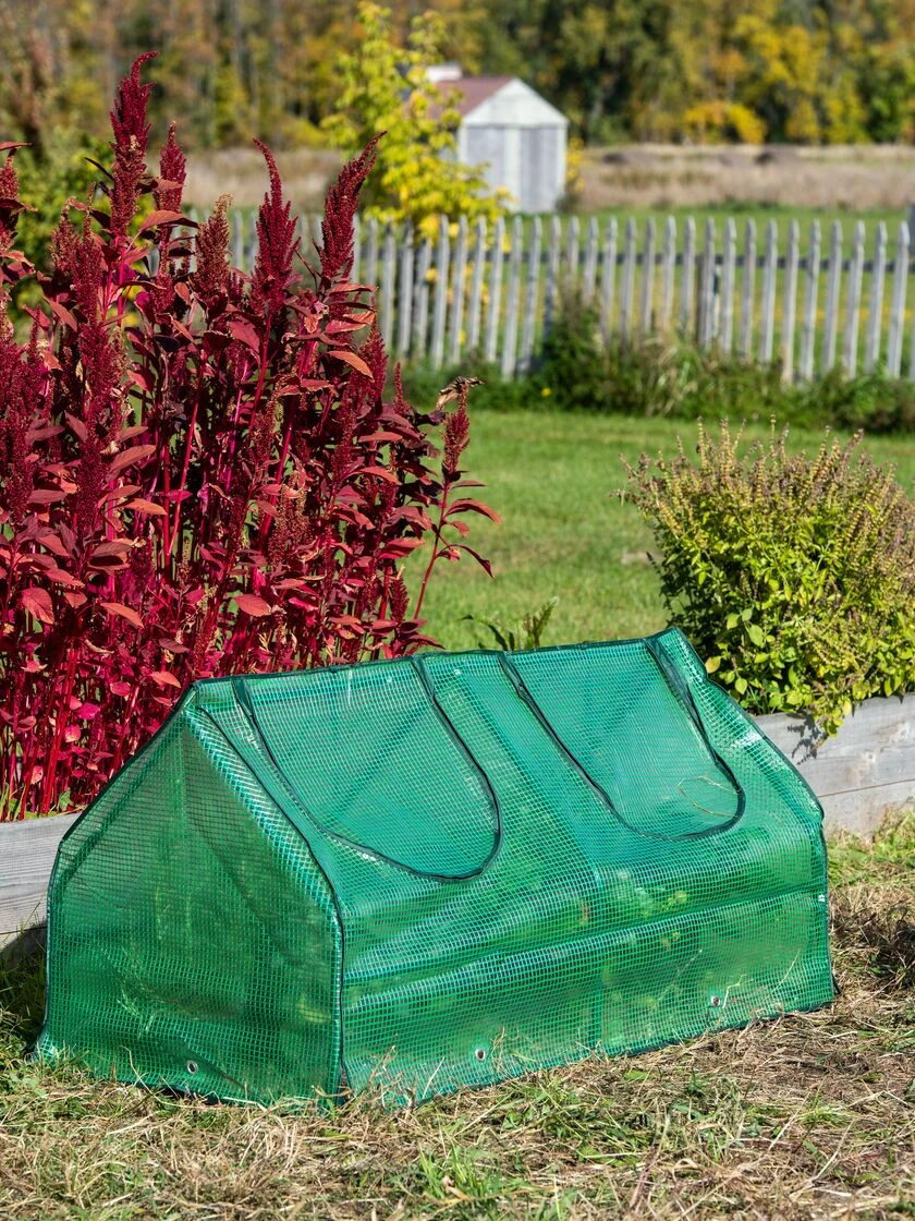 Multi Cloche - Image 2