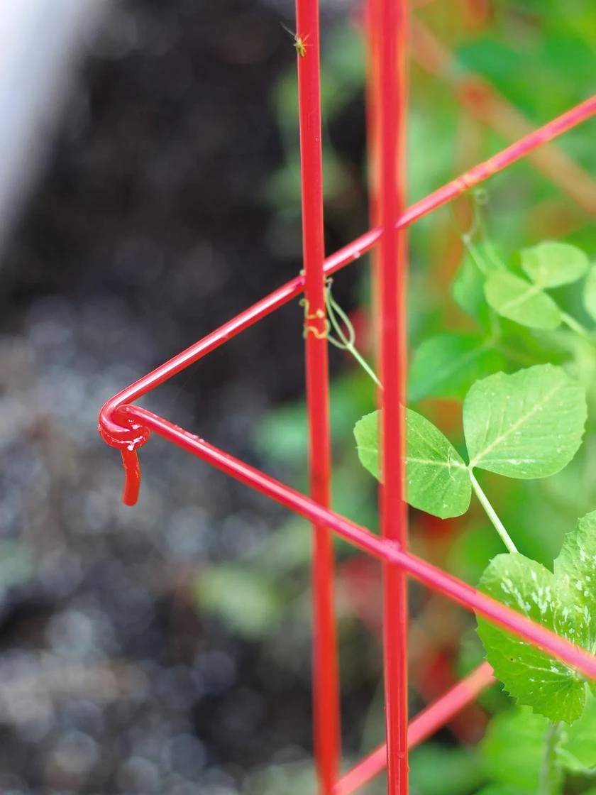 Tall Expandable Pea Trellis - Image 3