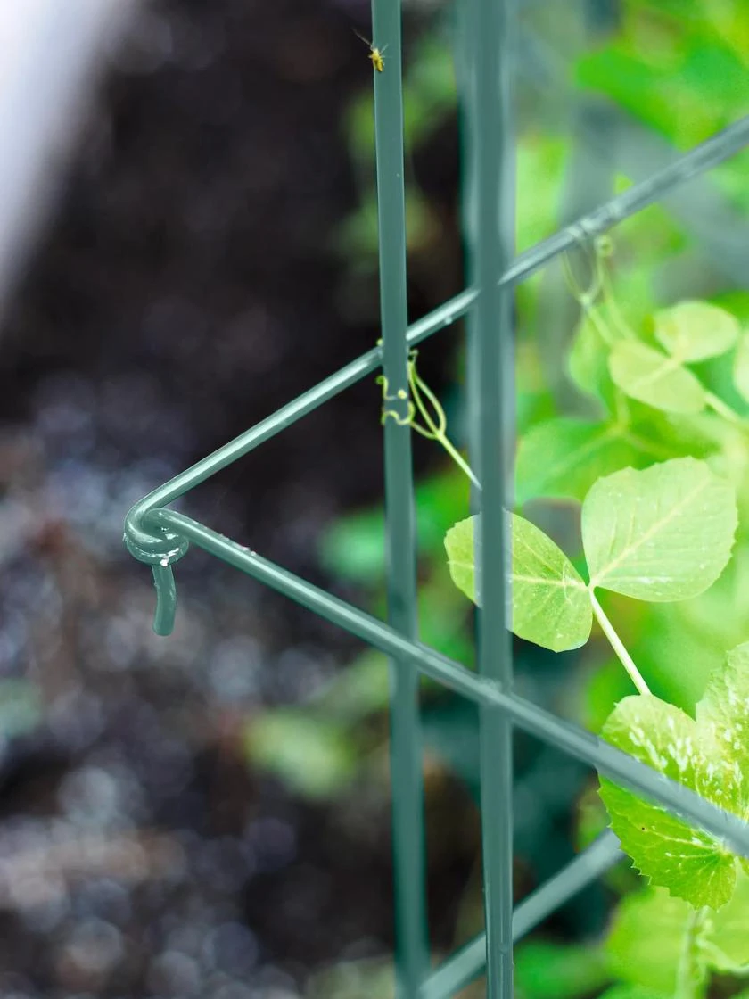 Expandable Pea Trellis - Image 4