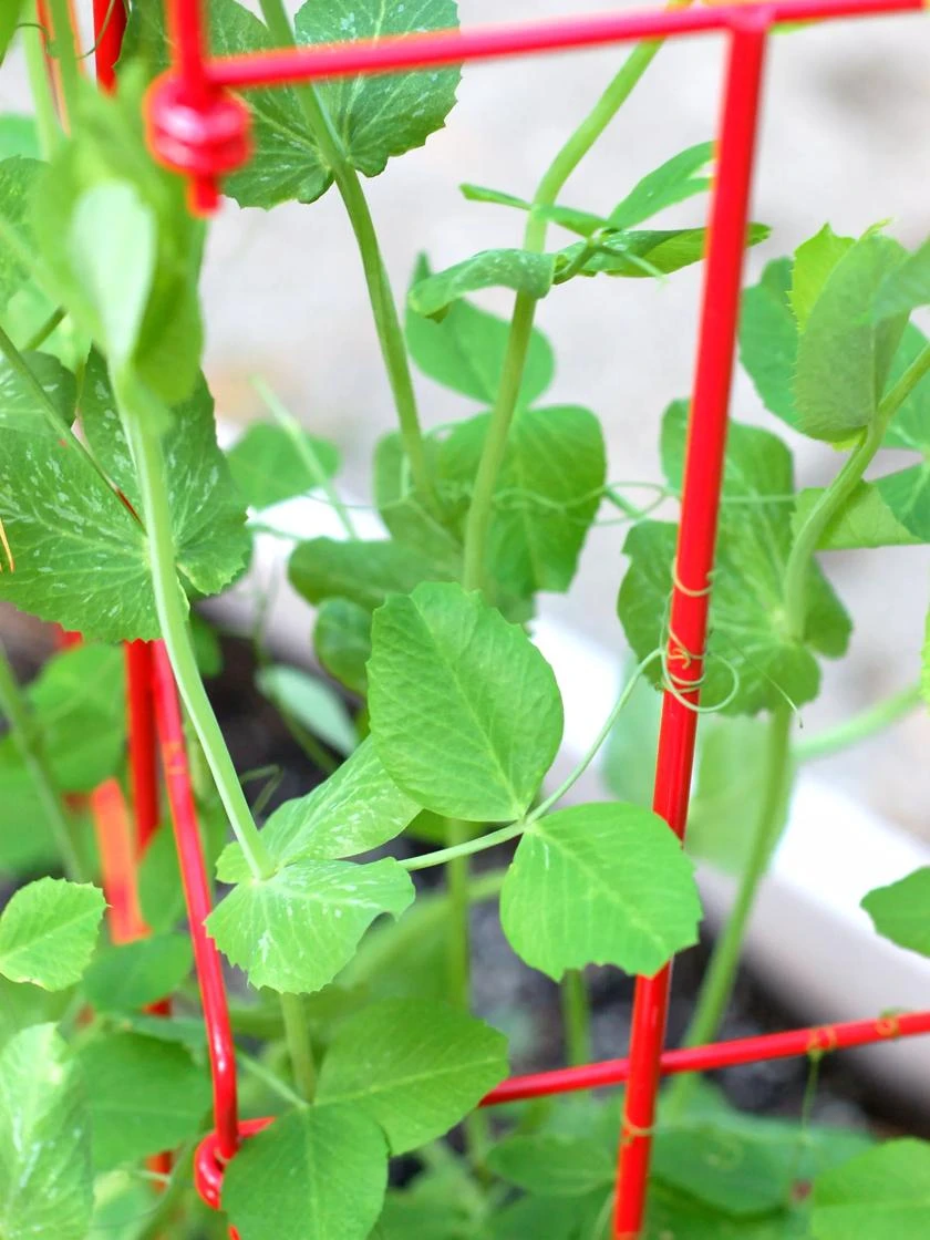 Tall Expandable Pea Trellis - Image 5