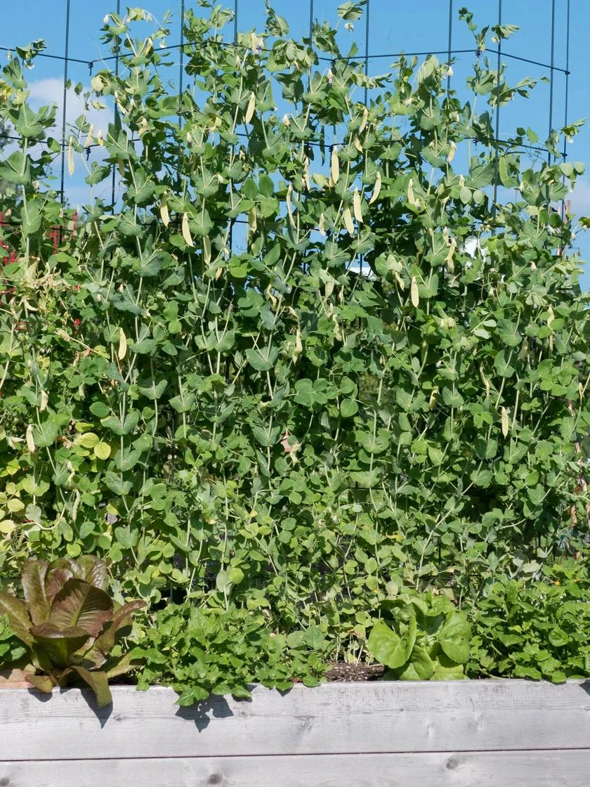 Tall Expandable Pea Trellis - Image 2