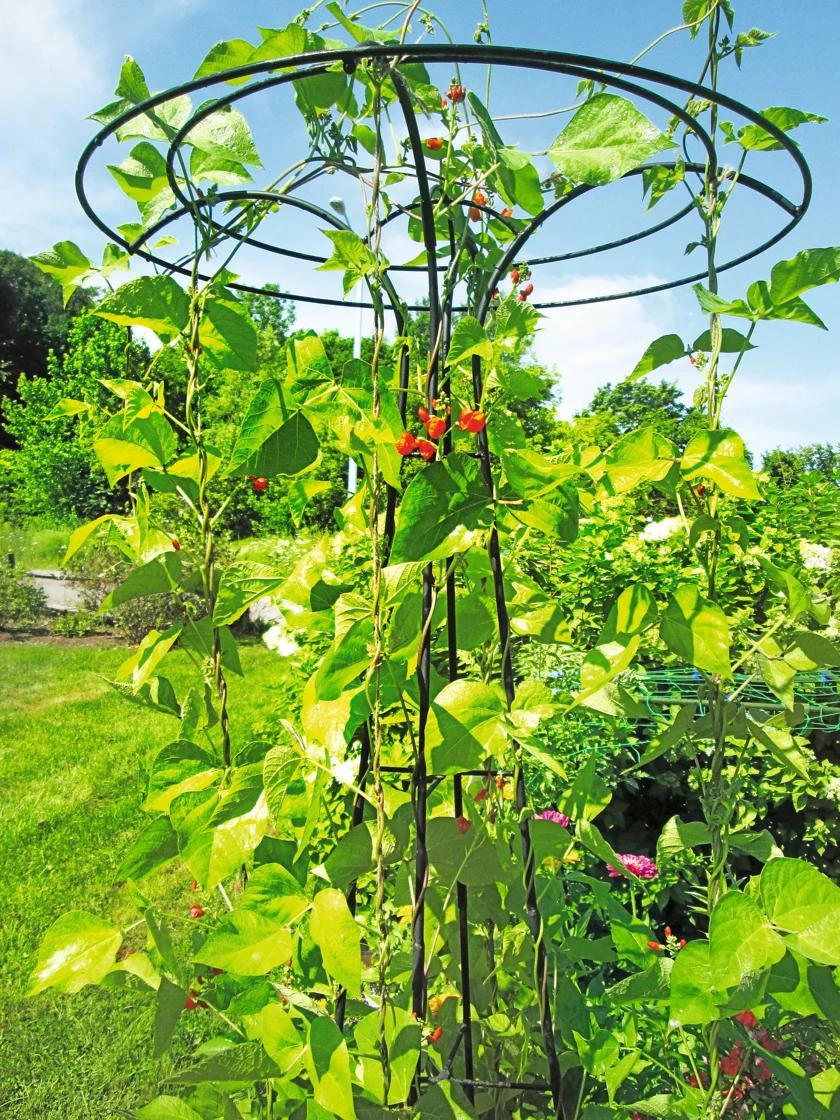 Essex Tuteur, 78" - Image 5