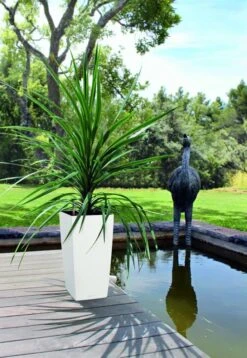 Lechuza® Cubico Color Tall Self-Watering Planters