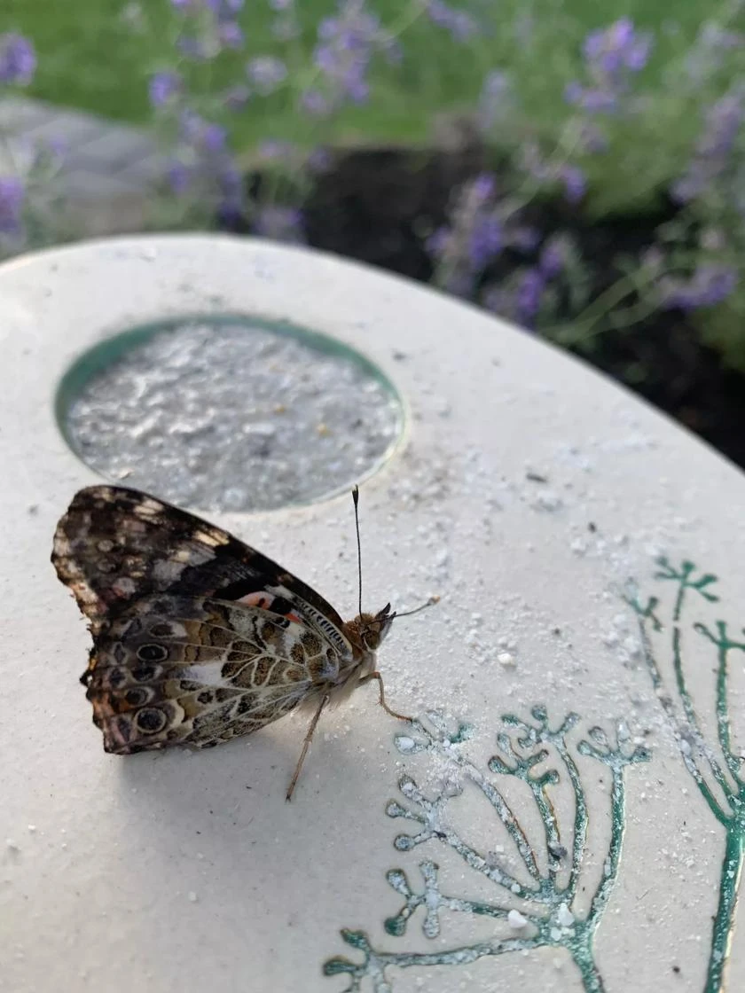 Butterfly Puddling Stone - Image 4
