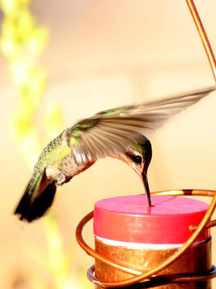 Copper Hummingbird Feeder - Image 2