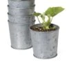 Galvanized Planting Cups, Set Of 5