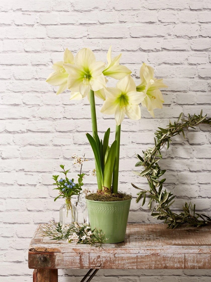 Star Potted Amaryllis - Image 2