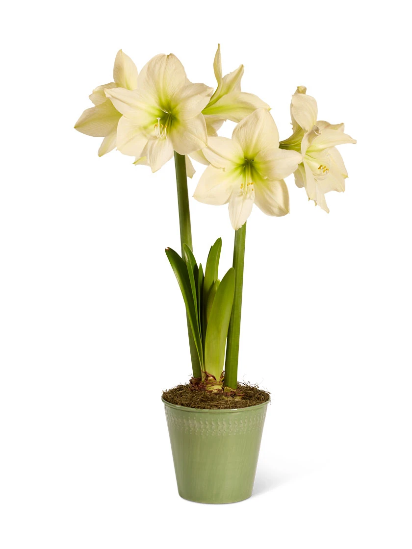 Star Potted Amaryllis - Image 7