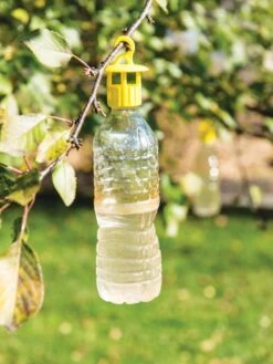 Bottle Insect Traps, Set Of 6