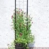 Gardener’s Victory Self-Watering Planter With Vine Trellis