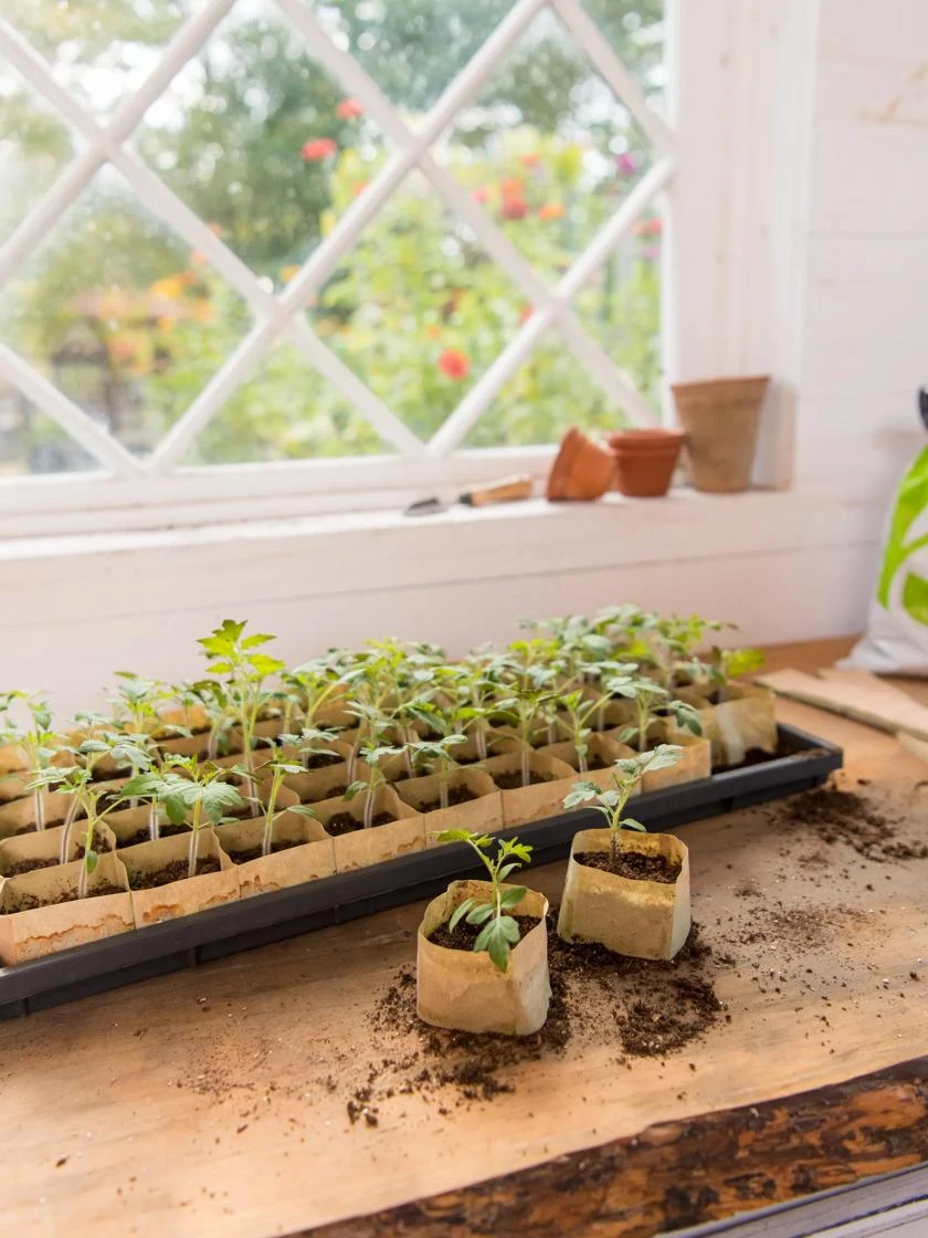 Paper Pots Starter Set - Image 6