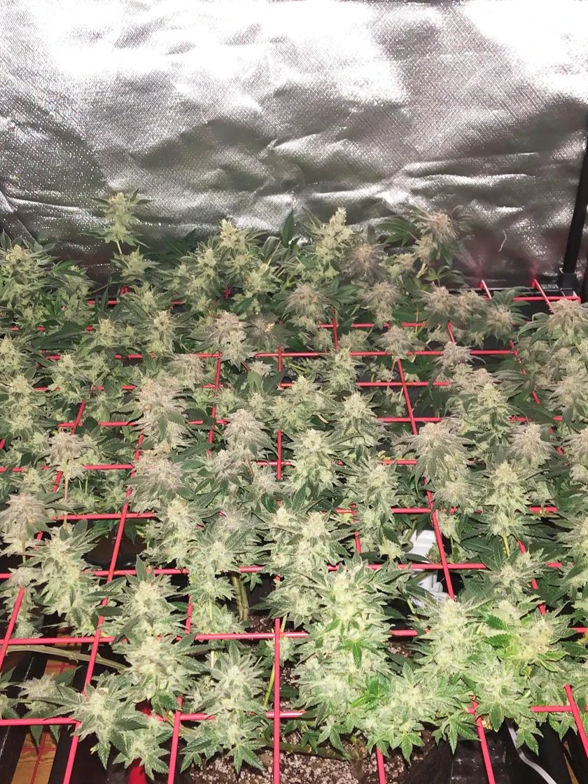 Hemp Grow Kit - Image 7