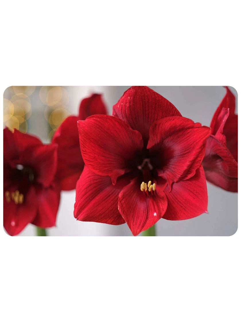 FoFlor Red Amaryllis Mat, 23" X 36"