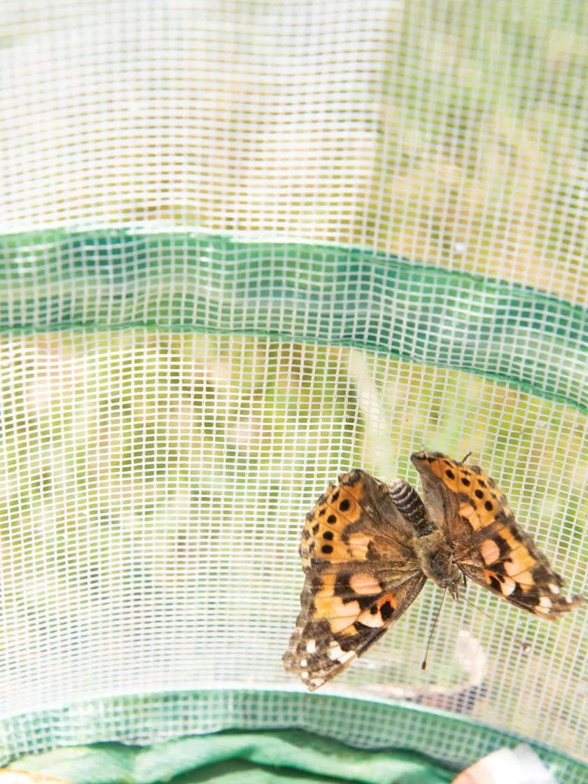 Butterfly Garden® Kit With Voucher - Image 4