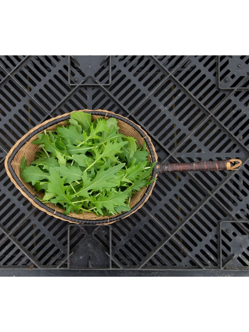 Silk Road Garden Organic Seed Collection, Set Of 6 - Image 3