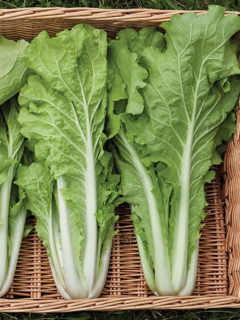 Silk Road Garden Organic Seed Collection, Set Of 6 - Image 4