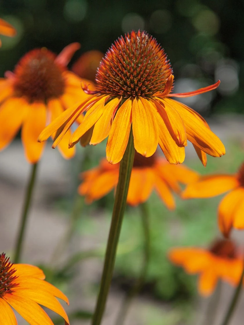 Bower & Branch® Tiki Torch Coneflower