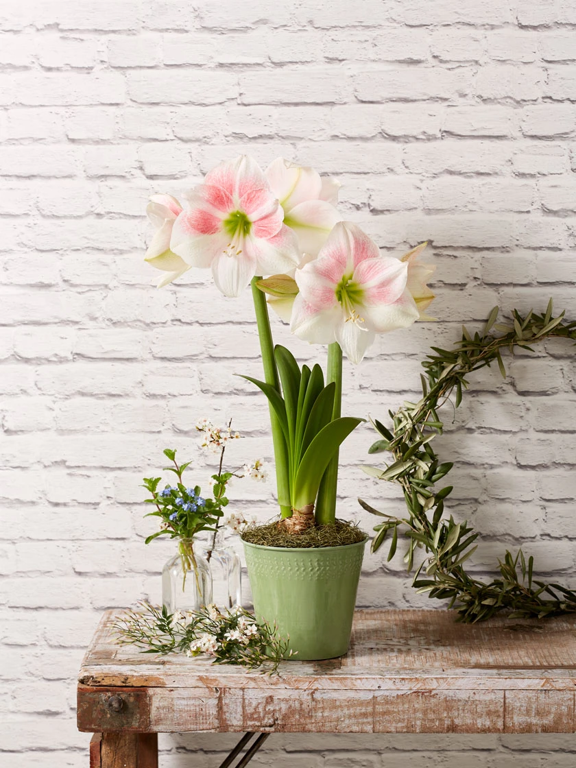 Star Potted Amaryllis - Image 3
