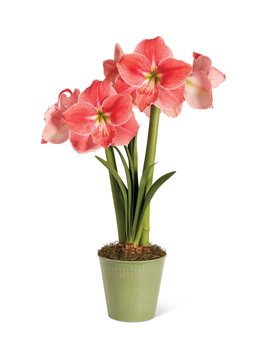 Star Potted Amaryllis - Image 5