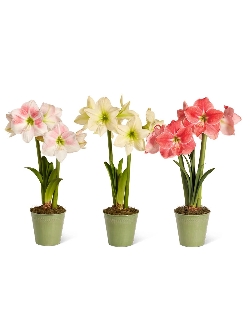 Star Potted Amaryllis - Image 8