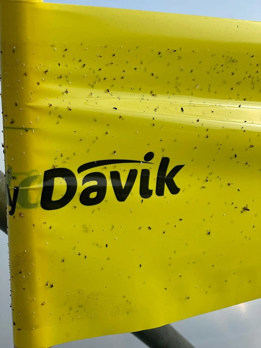 Catchy Natural Greenhouse Pest Protection Sticky Roll, 30’ - Image 4