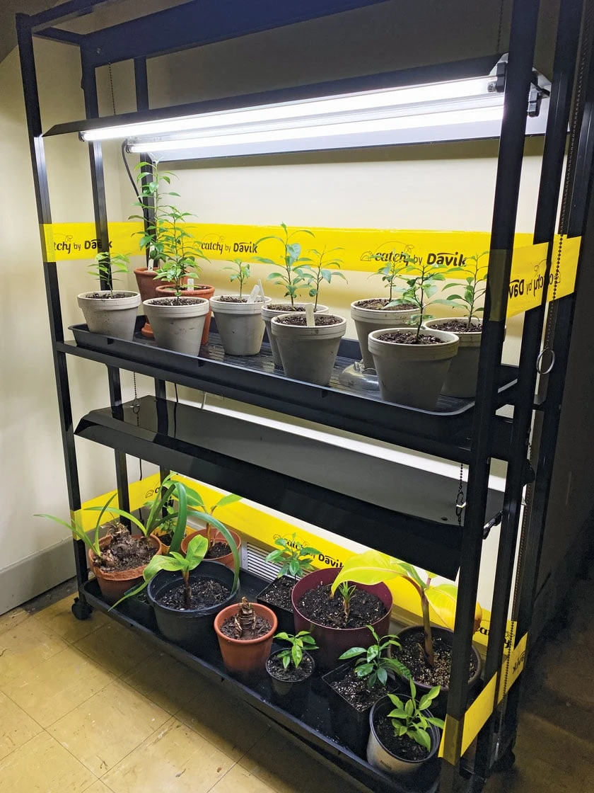 Catchy Natural Greenhouse Pest Protection Sticky Roll, 30’ - Image 2