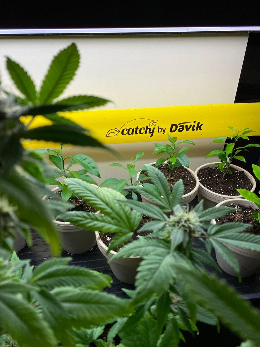 Catchy Natural Greenhouse Pest Protection Sticky Roll, 30’ - Image 3