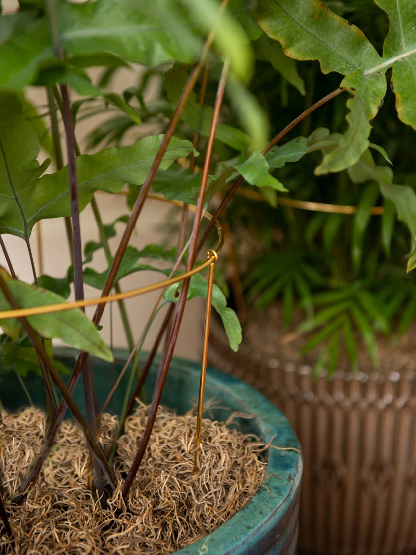 Brass Plated Grow Throughs, Set Of 2 - Image 4