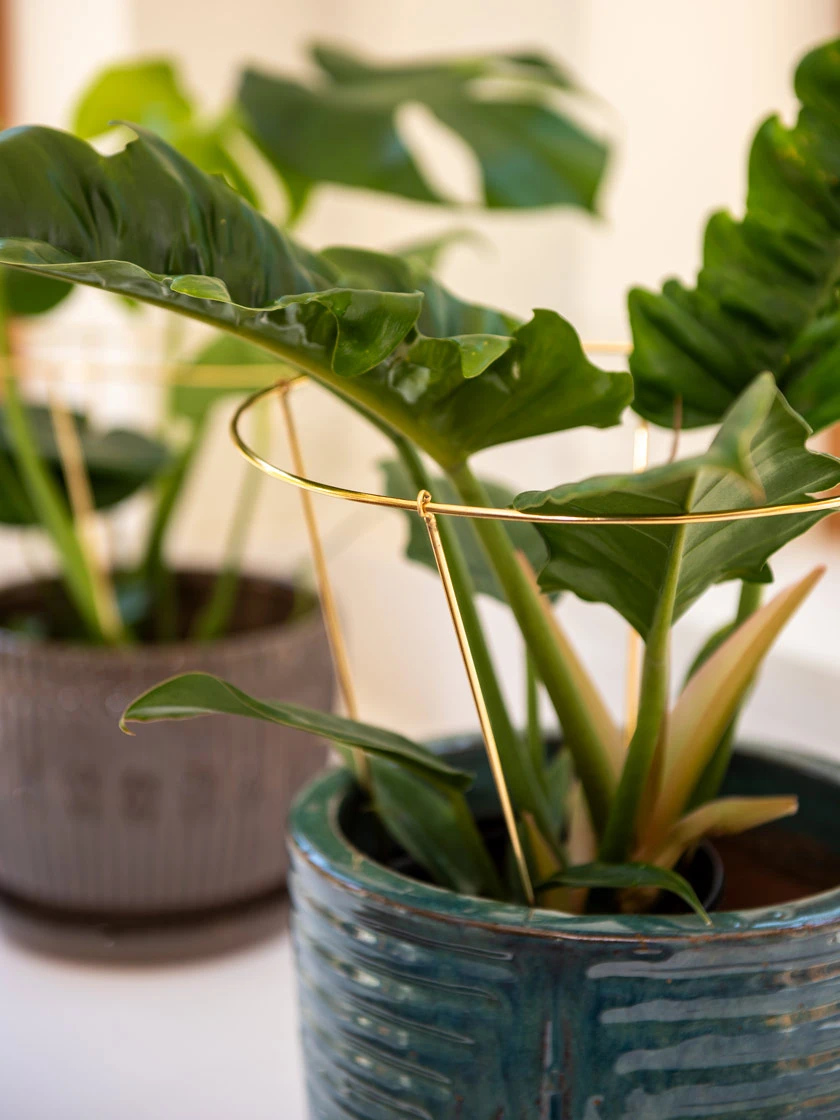 Brass Plated Grow Throughs, Set Of 2 - Image 3