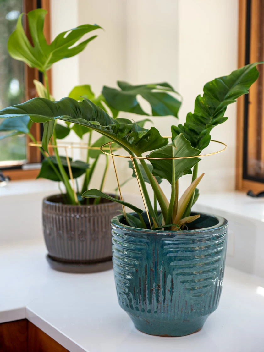 Brass Plated Grow Throughs, Set Of 2 - Image 2