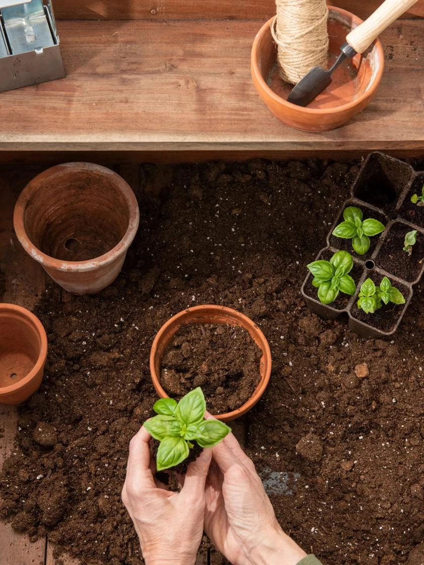 Transplant Mix, 20 Qts - Image 2