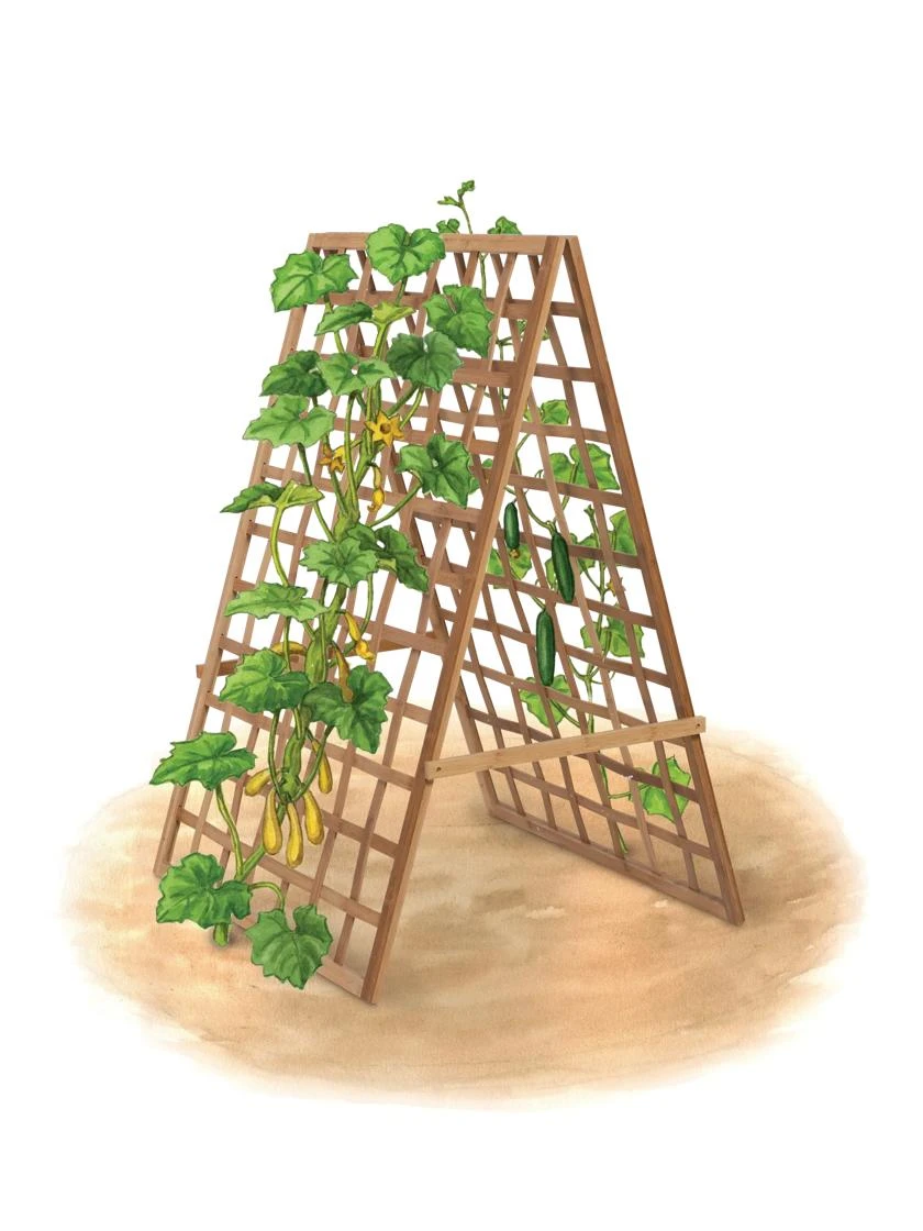 Bambo A Frame Plant Support, 30" X 42.5" - Image 6