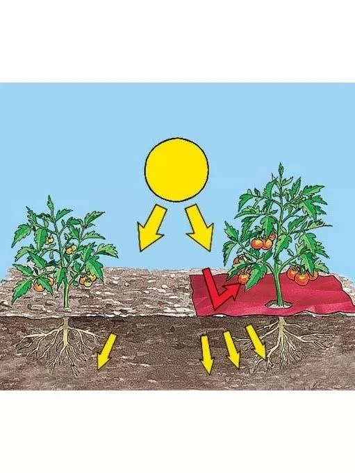 Red Tomato Mulch - Image 2