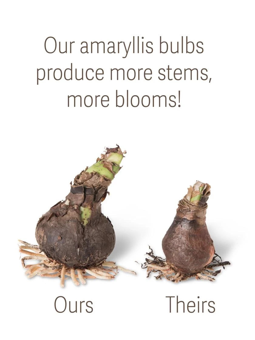 Premium Amaryllis Bulb - Image 2