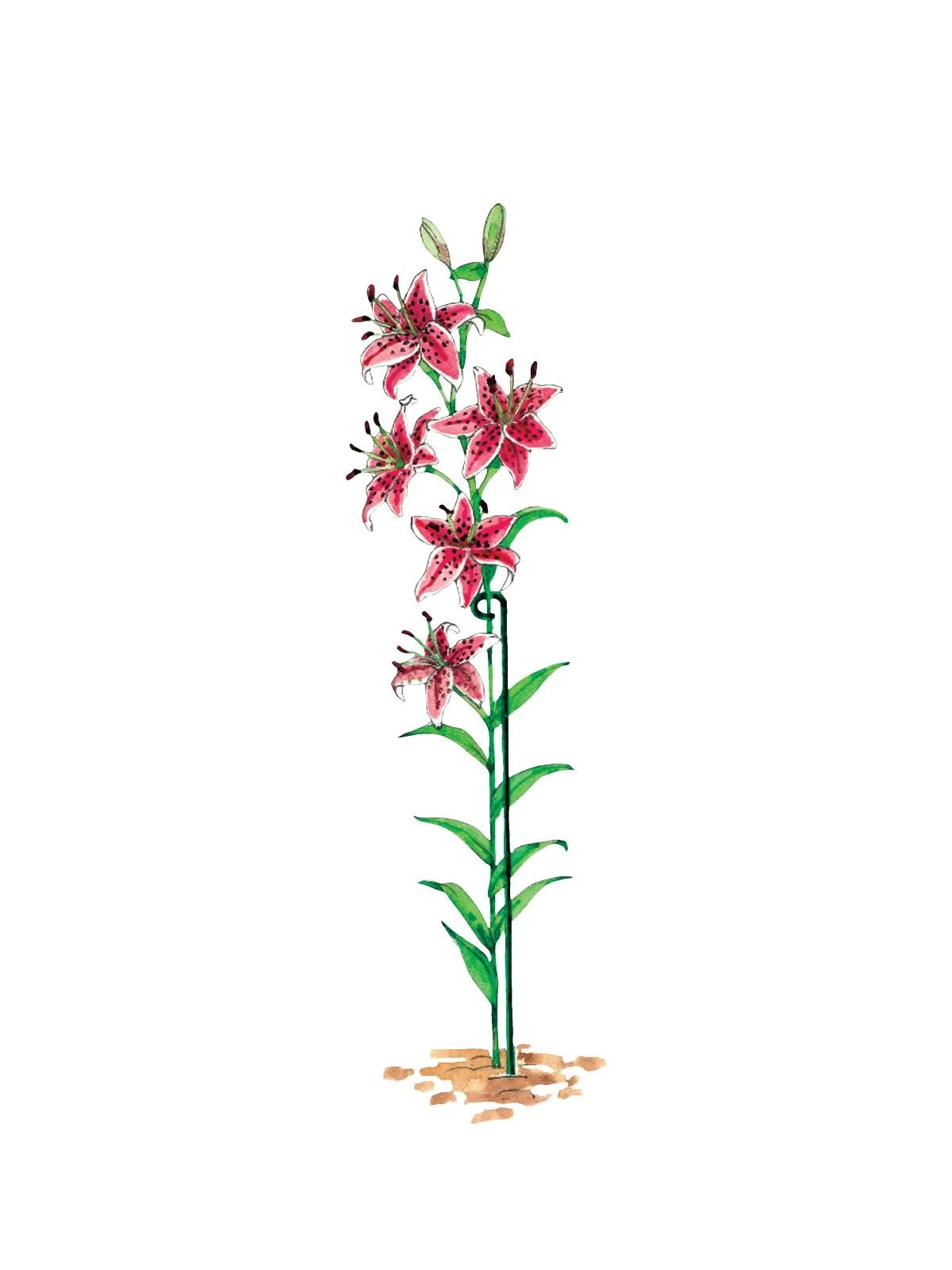 Single Stem Supports, Set Of 3 - Image 3