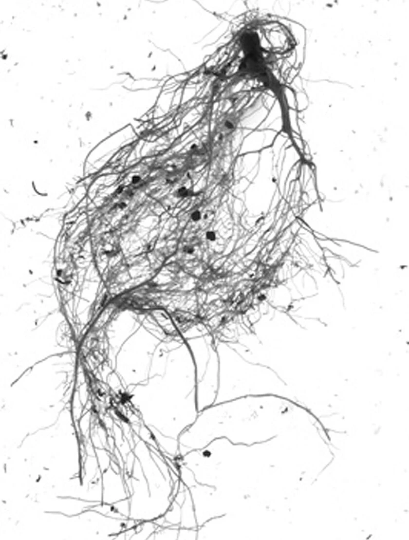 GrowLab® Compact Tabletop Light Garden With Classroom Guide - Image 5