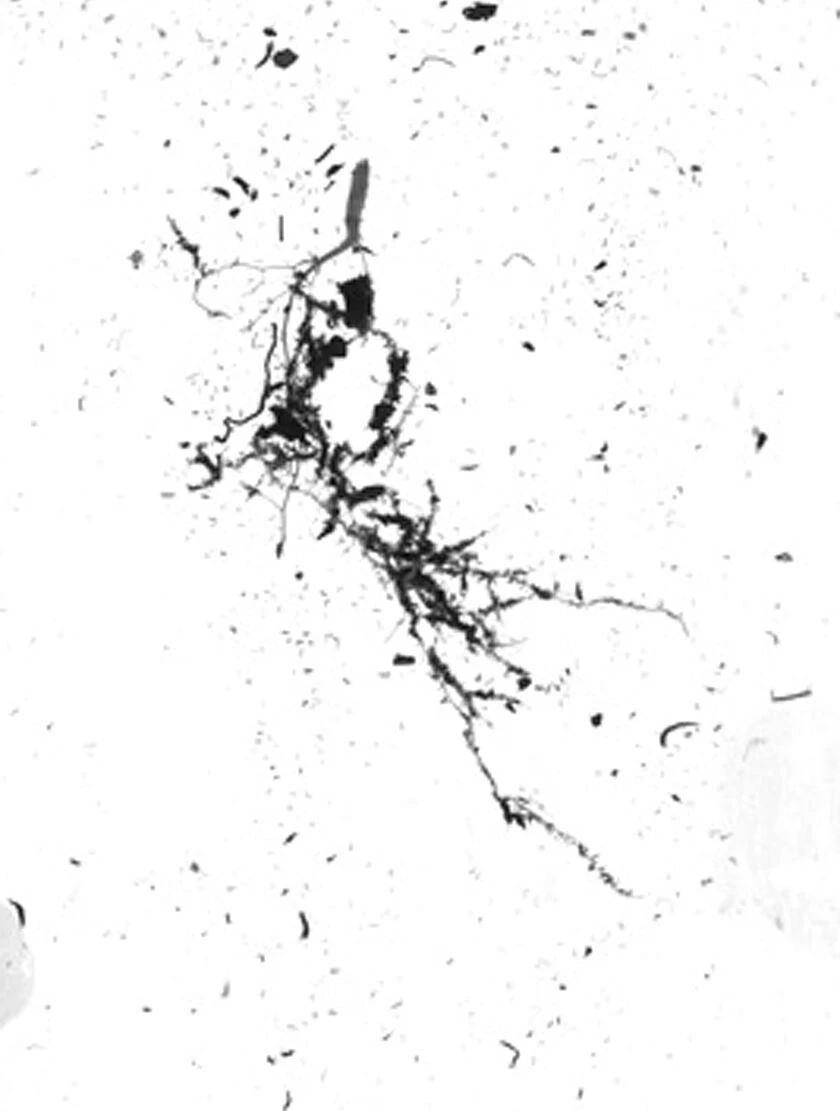 GrowLab® Compact 3-Tier Light Garden With Classroom Guide - Image 3